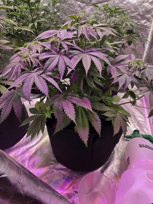 Newhi. Week 5