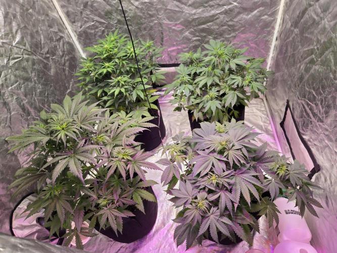Newhi. Week 5