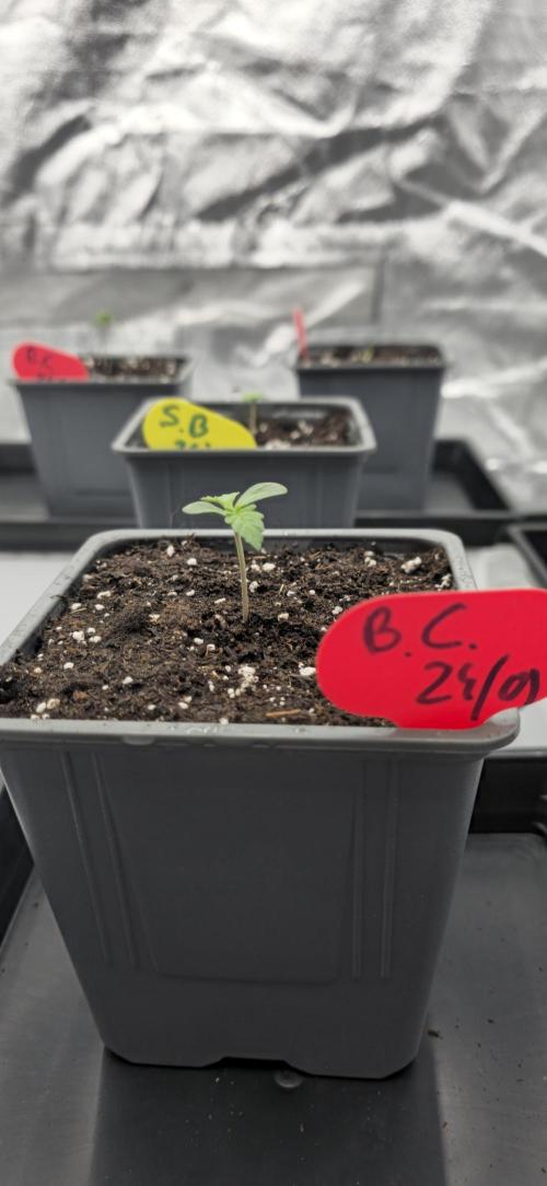 1rst grow. Week 0 - Blueberry Cupcake, Humboldt