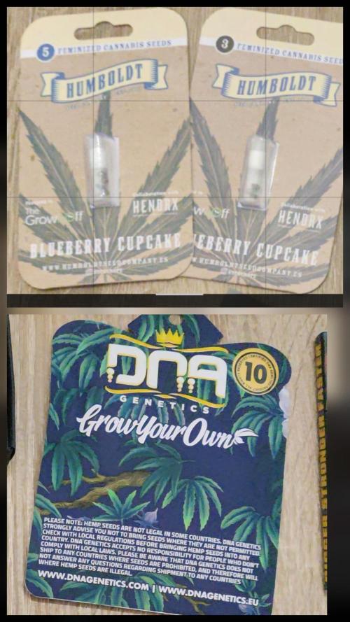 1rst grow. Week 0 - Humboldt & DNA