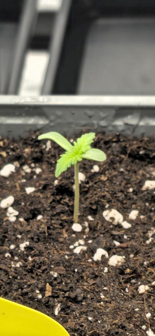 1rst grow. Week 0 - Strawberry Banana, DNA