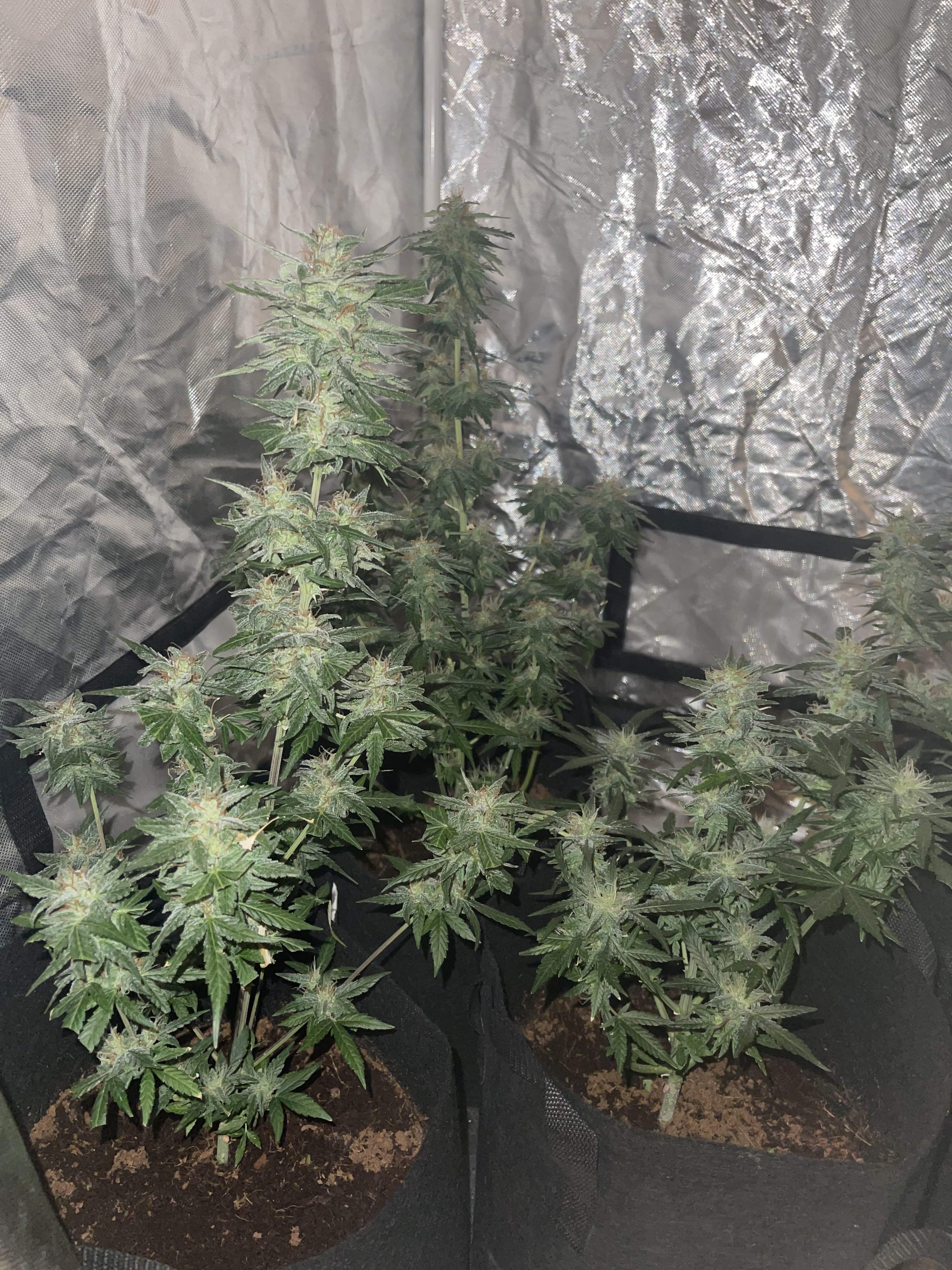 ILGM Blue Dream Autoflower grow diary (journal) week11 by Royalty420