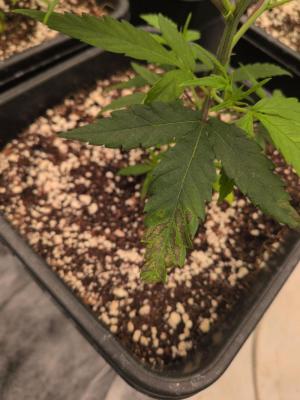 Comment by Gruwee photo #2