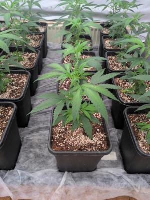 Comment by Gruwee photo #3