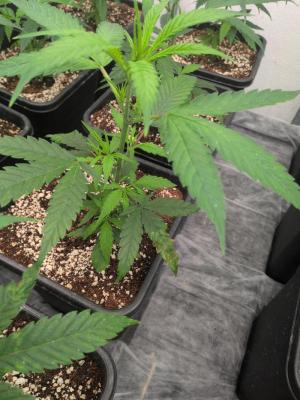 Comment by Gruwee photo #4