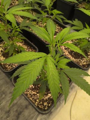 Comment by Gruwee photo #5