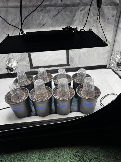 First run of 2026. Week 0 - Seeds down domes on!!! 