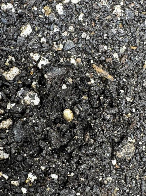 First run of 2026. Week 0 - wishing for 100% germination 