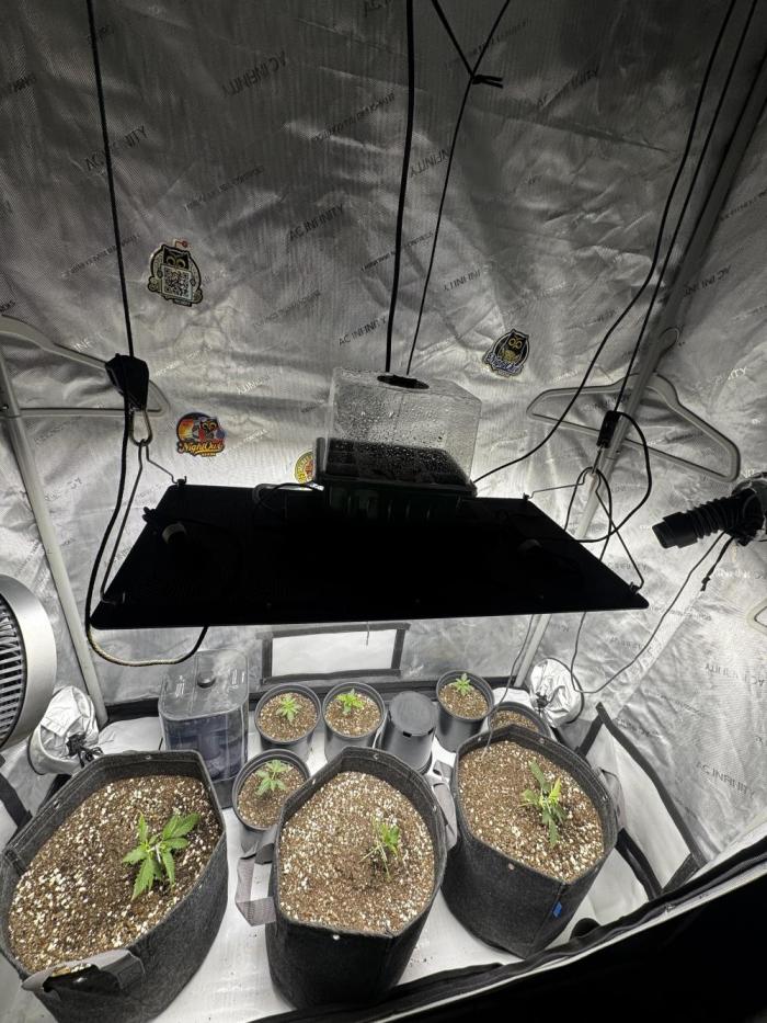 First run of 2026. Week 3 - Girls are looking good just started a little LST. Just dropped 3 Night Owl Seeds