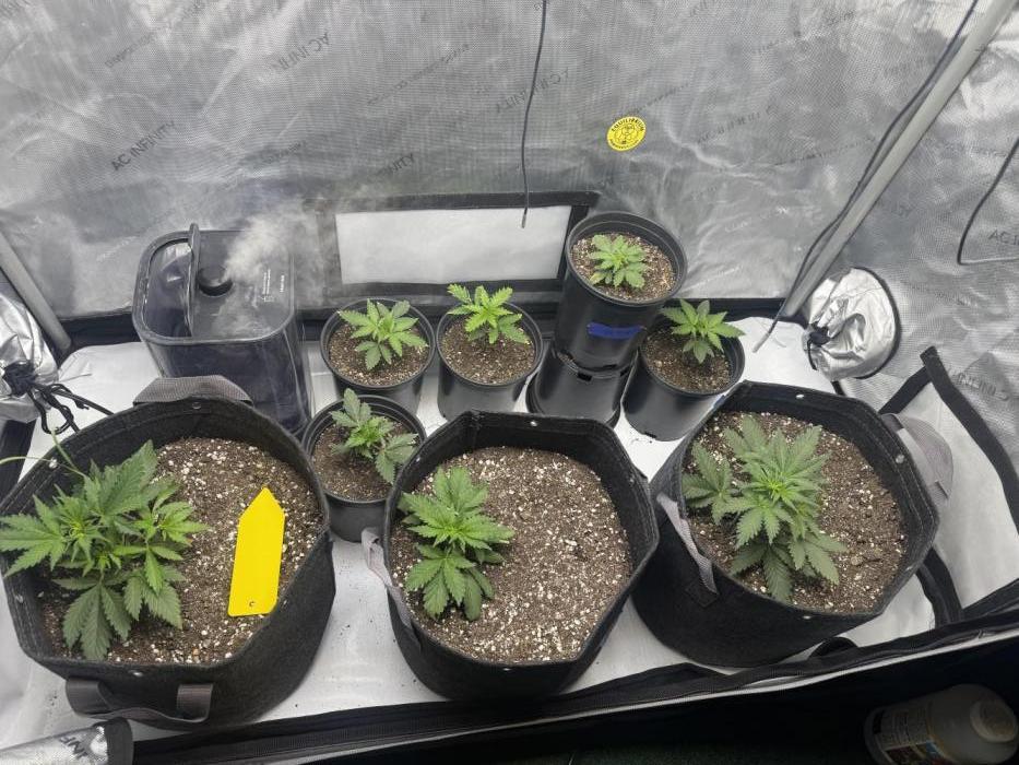 First run of 2026. Week 4 - LST got the girl spreading out just right might top these autos have you topped?