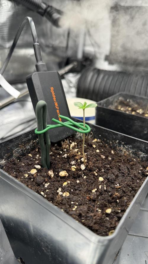 Killer Kush Garden. Week 0 - Ich bin gespannntnt..