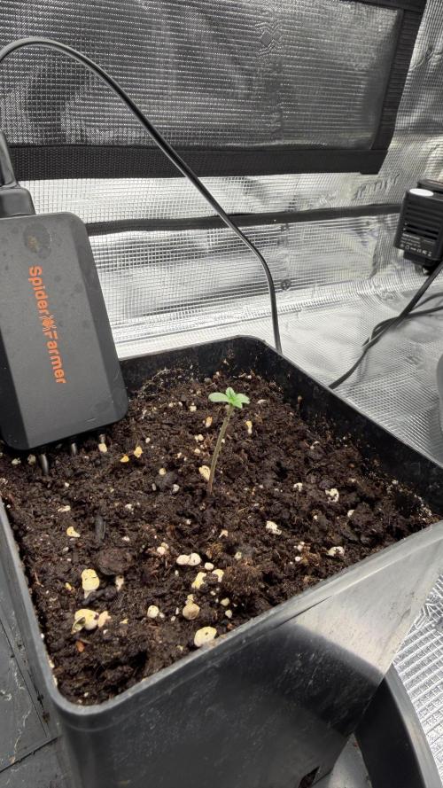 Killer Kush Garden. Week 0 - Und los geht es….