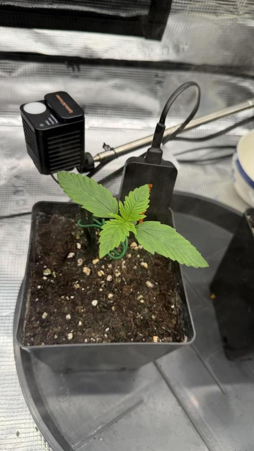 Killer Kush Garden. Week 1 - Bis jetzt ok