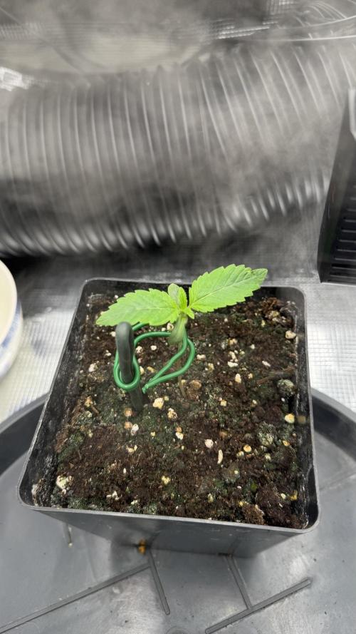Killer Kush Garden. Week 1 - Bis jetzt ok