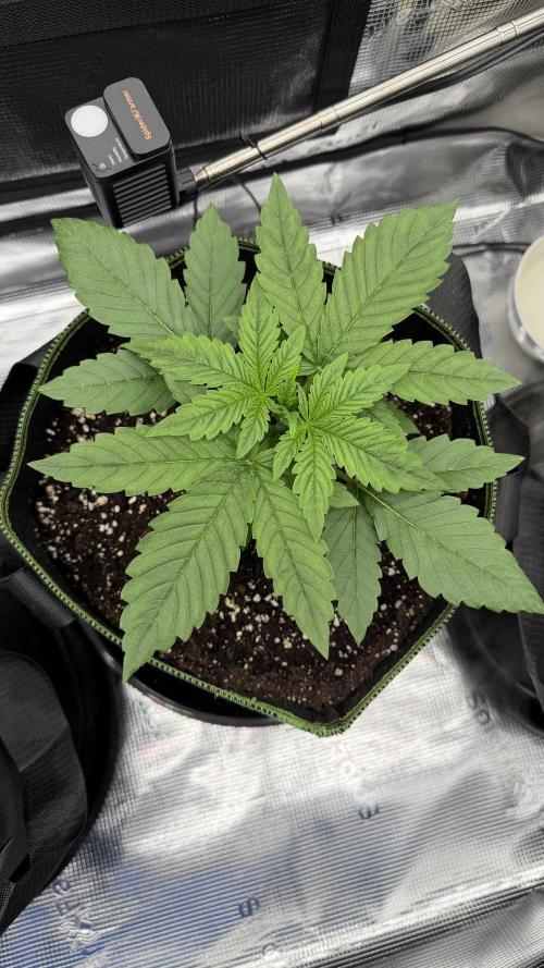 Killer Kush Garden. Week 2