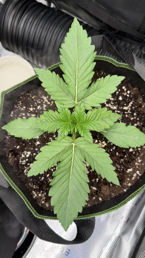 Killer Kush Garden. Week 2