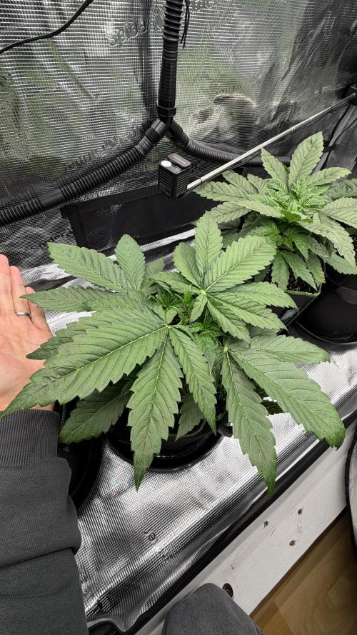 Killer Kush Garden. Week 3