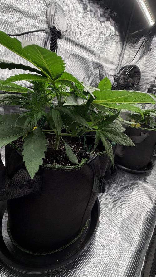 Killer Kush Garden. Week 3