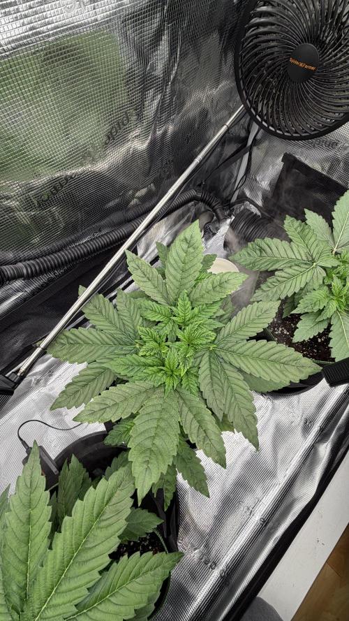 Killer Kush Garden. Week 3