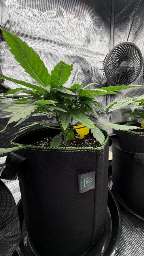 Killer Kush Garden. Week 3