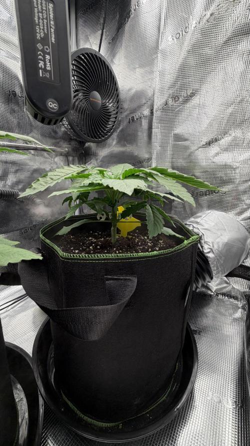 Killer Kush Garden. Week 3
