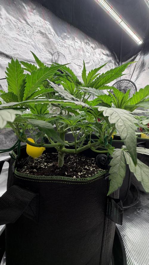 Killer Kush Garden. Week 4