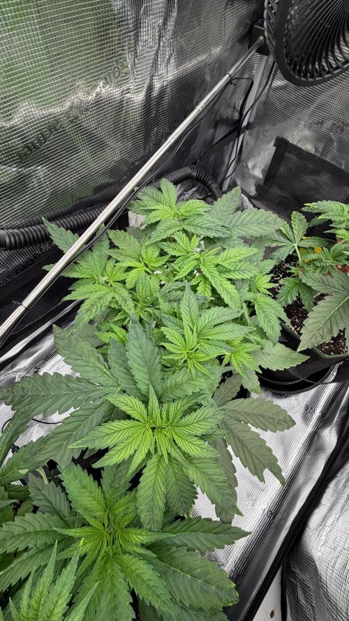 Killer Kush Garden. Week 4