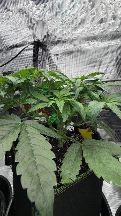 Killer Kush Garden. Week 4