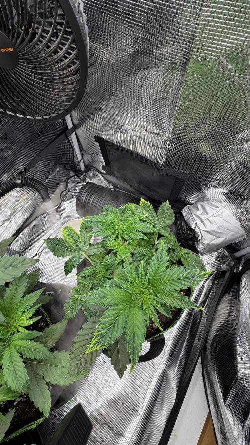 Killer Kush Garden. Week 4