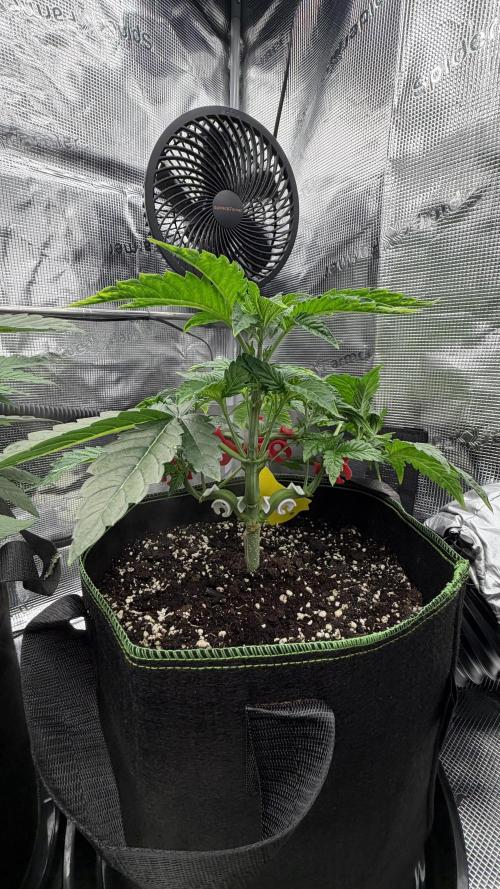 Killer Kush Garden. Week 4