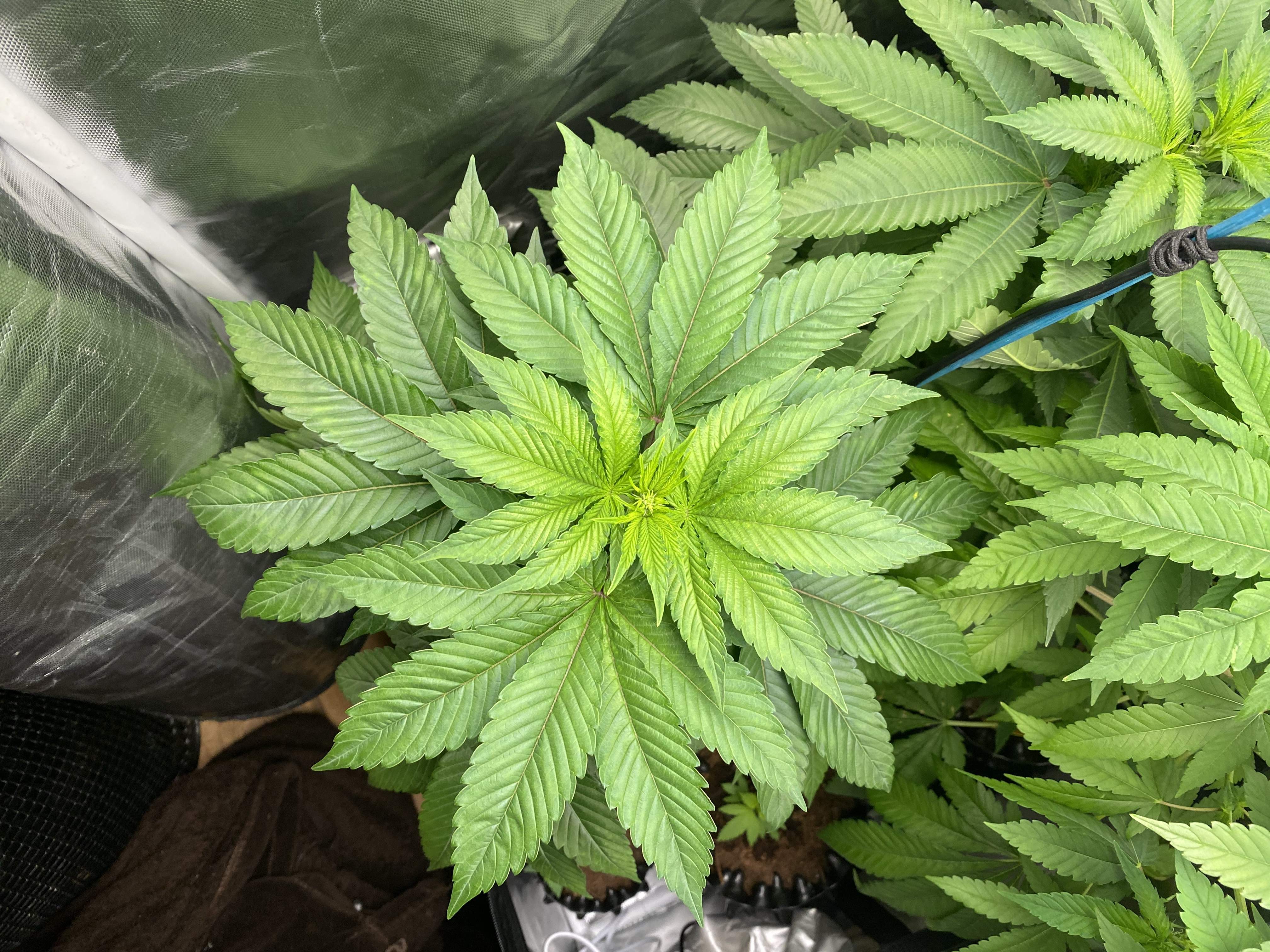 Anesia Seeds Blackberry Moonrocks® grow diary (journal) week5 by Big