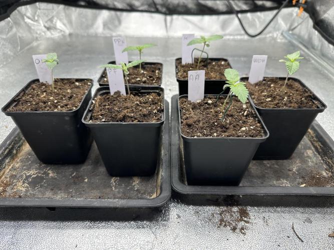 Bio growing mit organics nutrients. Week 0 - Die Pflanzen sind hier schon 5 Tage alt.