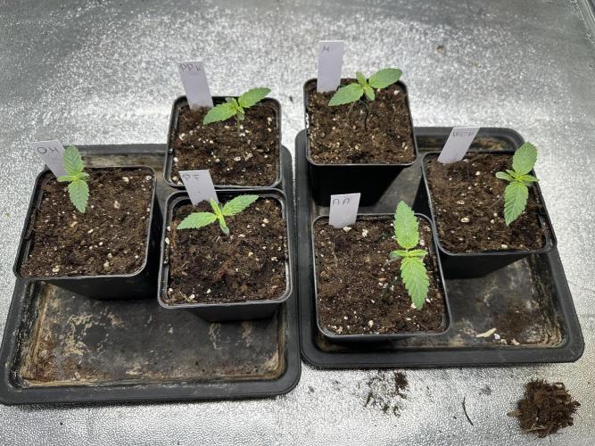 Bio growing mit organics nutrients. Week 0