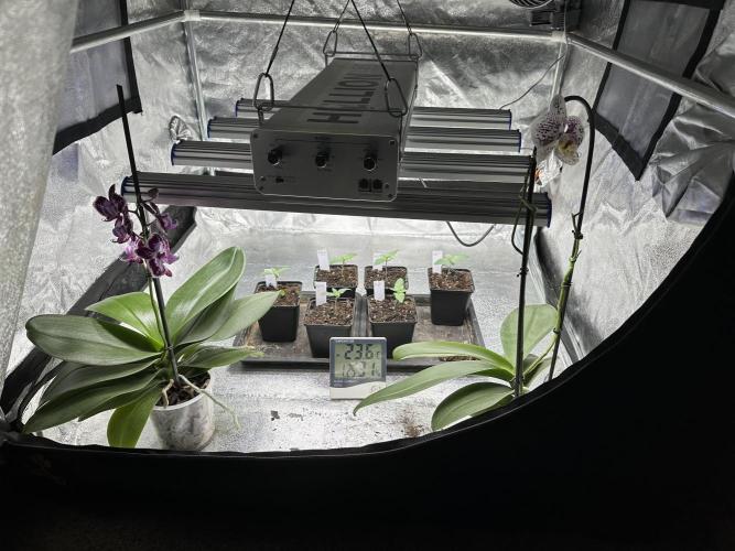 Bio growing mit organics nutrients. Week 1 - 6. Tag