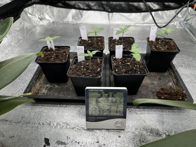Bio growing mit organics nutrients. Week 1 - 6. Tag