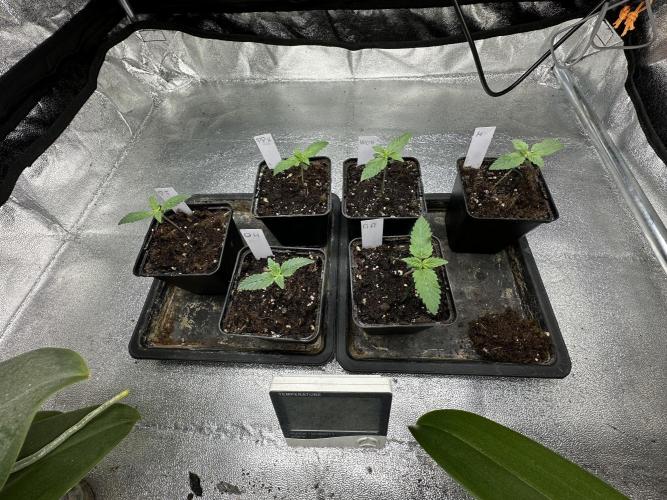 Bio growing mit organics nutrients. Week 1 - 6. Tag