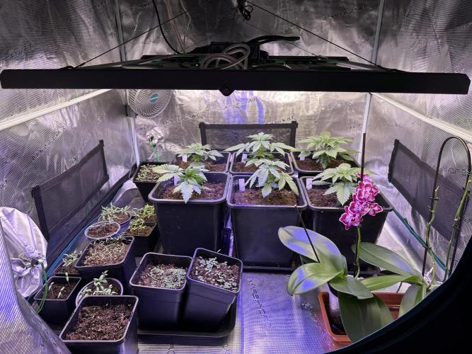 Bio growing mit organics nutrients. Week 3 - 17. Tag