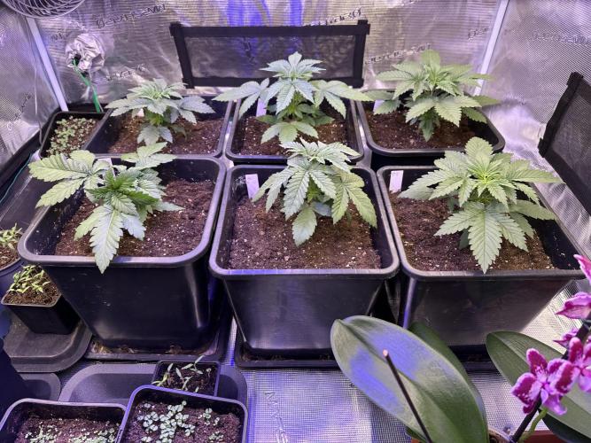 Bio growing mit organics nutrients. Week 3 - 17. Tag