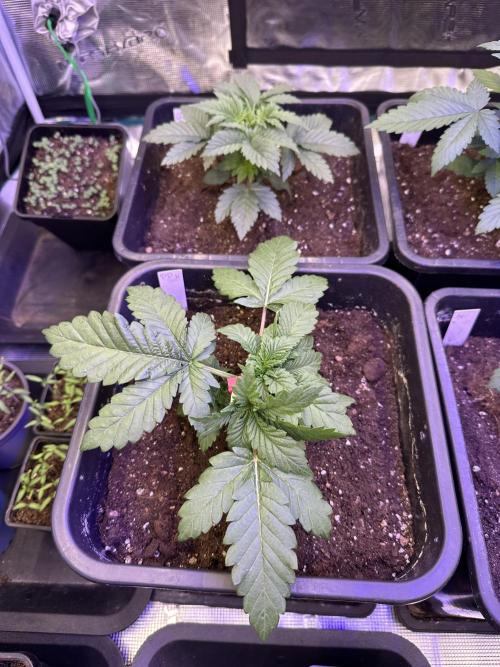 Bio growing mit organics nutrients. Week 3 - 17. Tag