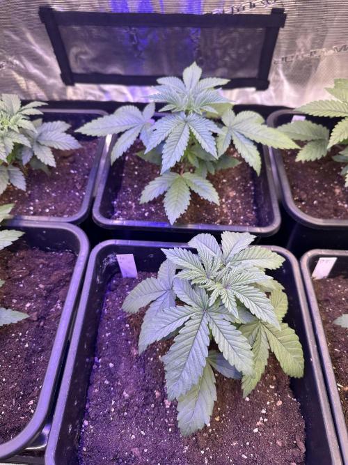 Bio growing mit organics nutrients. Week 3 - 17. Tag