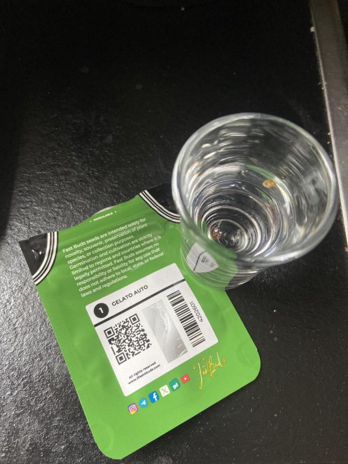 Gelato Auto Living Soil. Week 0