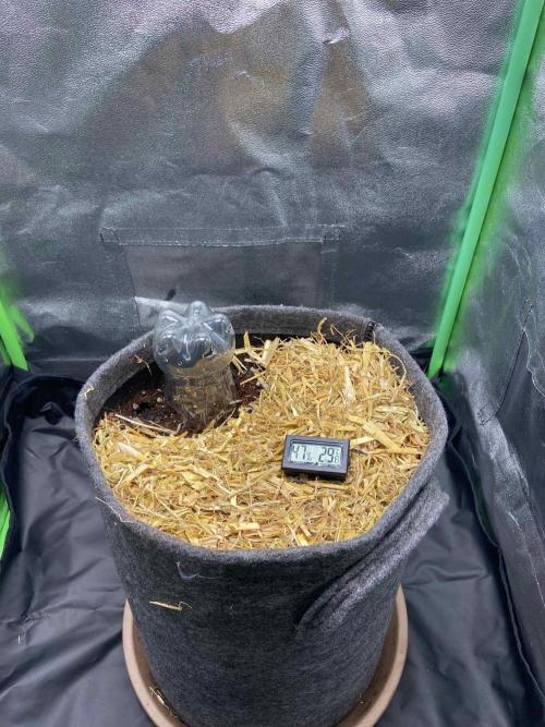 Gelato Auto Living Soil. Week 0