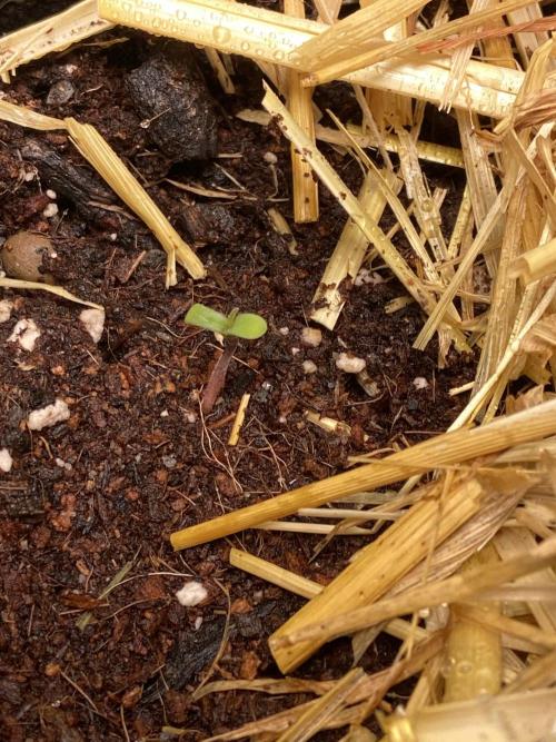 Gelato Auto Living Soil. Week 1 - Tag 1