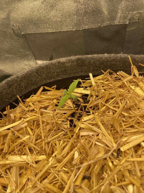 Gelato Auto Living Soil. Week 1 - Tag 3