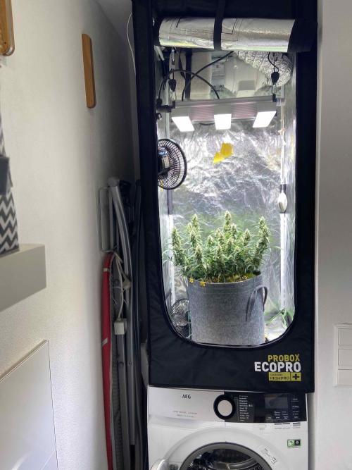 Papaya Cookies Auto Living Soil. Week 8