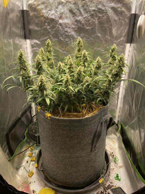 Papaya Cookies Auto Living Soil. Week 8