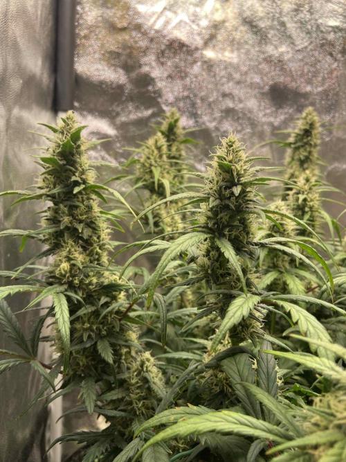 Papaya Cookies Auto Living Soil. Week 8