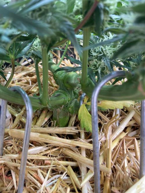 Papaya Cookies Auto Living Soil. Week 8