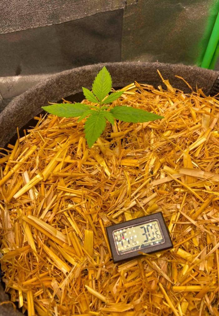 Gelato Auto Living Soil. Week 2