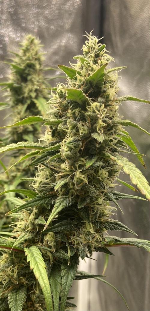 Papaya Cookies Auto Living Soil. Week 3